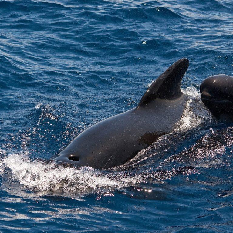 שייט דולפינים וליווייתנים