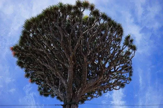עץ הדרקון בטנריף