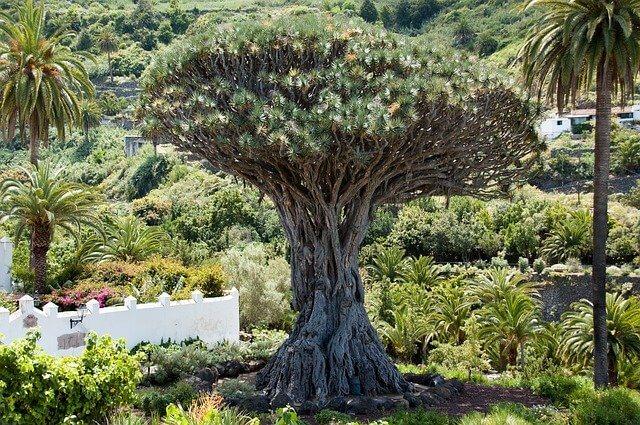 עץ הדרקון בטנריף מלא באגדות ומיתוסים