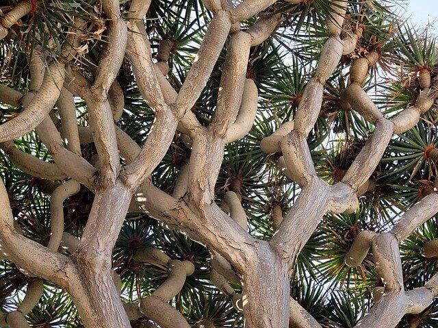 עץ הדרקון בטנריף בן 1000 שנים