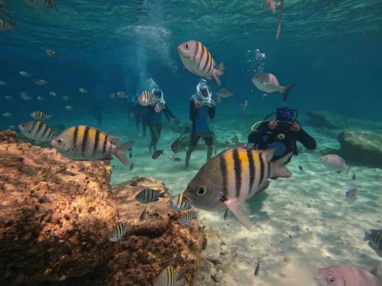 ההליכה התת־ימית ב־Sea Trek בטנריף
